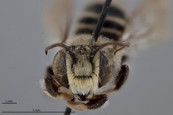 Media type: image;   Entomology 789960 Aspect: head frontal view
